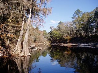 Suwannee River State Park