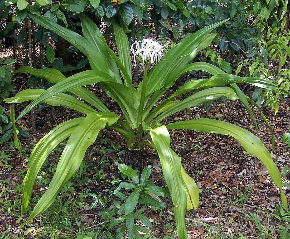 Crinum pedunculatum