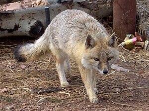 Swift Fox Colorado Wolf and Wildlife cropped.jpg