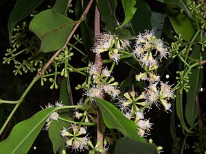 Syzygium cumini flowers.JPG