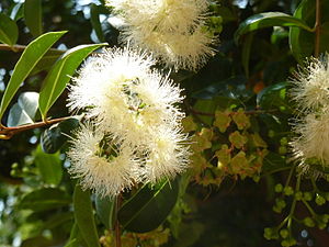 Syzygium paniculatum, bloeiwyses, Tuks, b.jpg