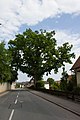 Deutsch: Eiche in Tüschnitz Küps; Naturdenkmal 476/005 English: Protected Oak in Tüschnitz, Küps