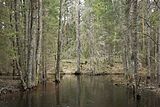 Flod i en skogsmark på sommaren