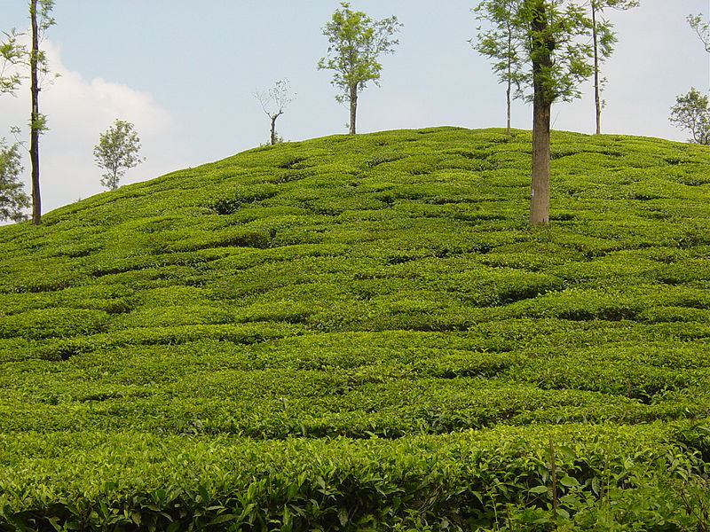 File:Tea plantation at waynad.jpg