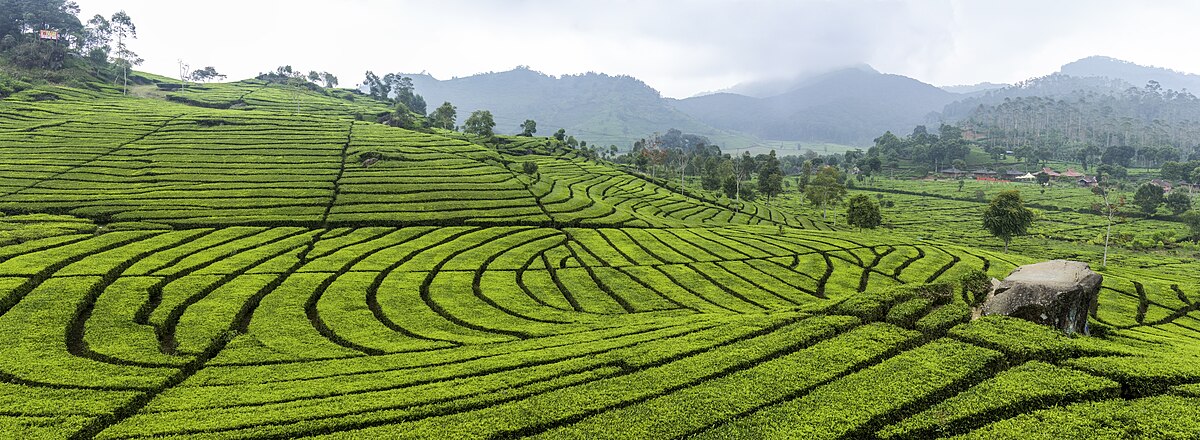 A HISTORY OF TEA - FROM MYTH TO MODERN DAY