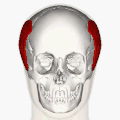 Posició del múscul temporoparietal (apareix en vermell).