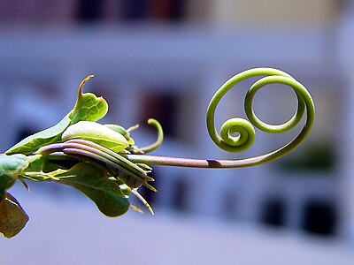 "Tendril.jpg" by User:Electron