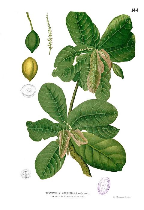 Лист индия. Терминалия Катаппа (Terminalia Catappa),. Терминалия (Terminalia Ivorensis). Терминалия Кабульская (Terminalia chebula). Кетапанг индийский миндаль.