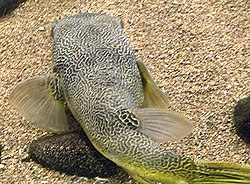 Kæmpe ferskvands pufferfisk (Giant freshwater pufferfish) Tetraodon mbu