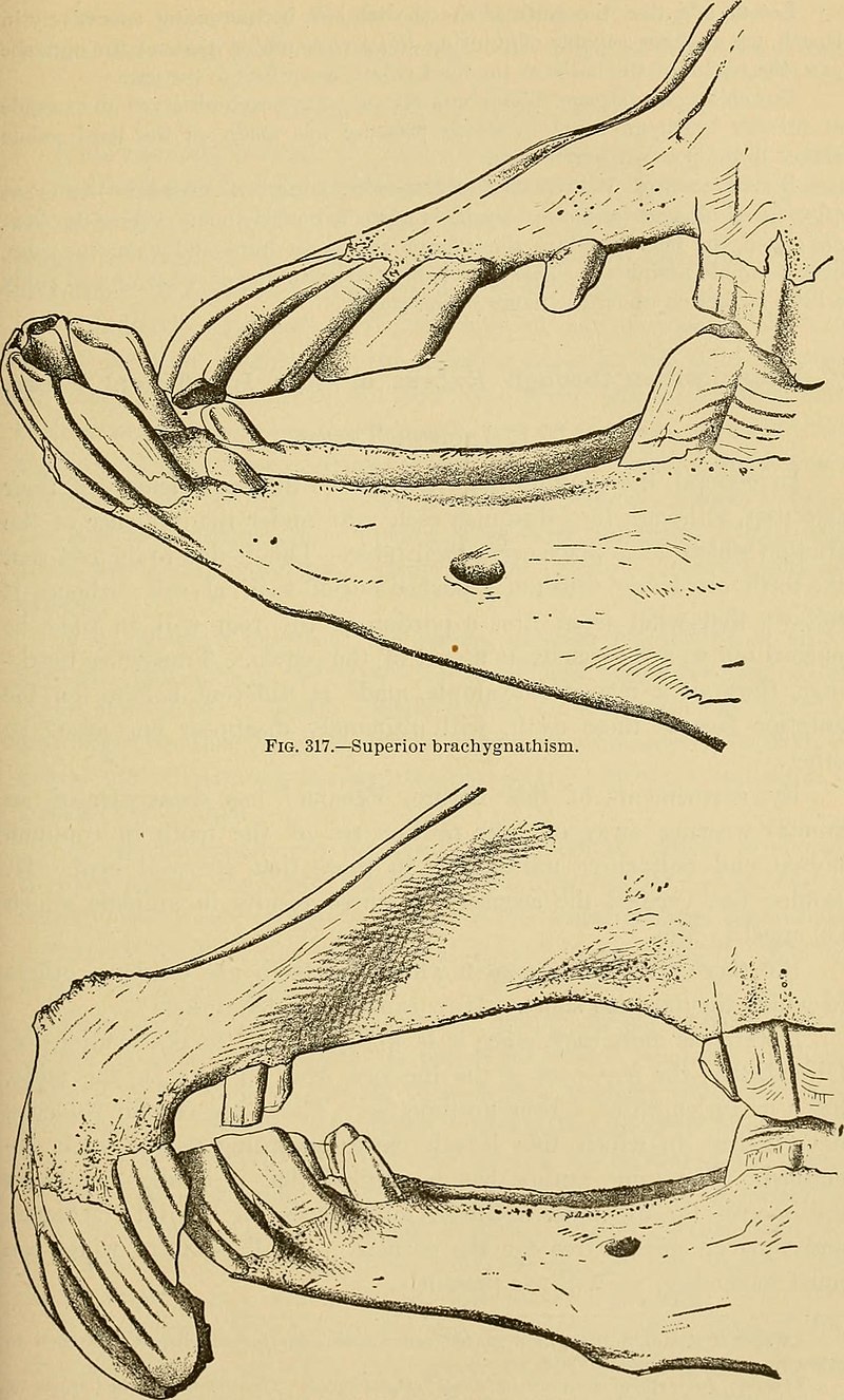 Essential requirements of a non-occlusal mandibu- lar reference