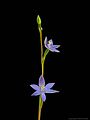 Thelymitra nuda