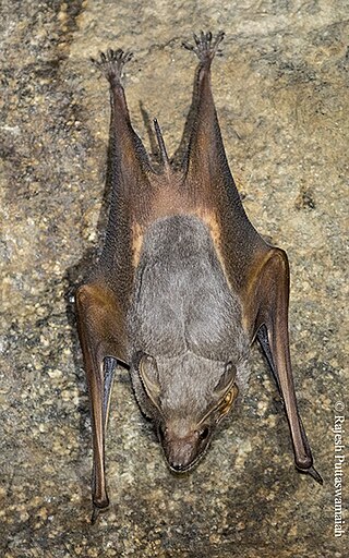 <span class="mw-page-title-main">Theobald's tomb bat</span> Species of bat