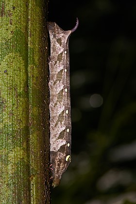 Lagarta de Theretra clotho, uma mariposa da família Sphingidae, sobre o talo da Amorphophallus paeoniifolius. (definição 4 000 × 6 000)