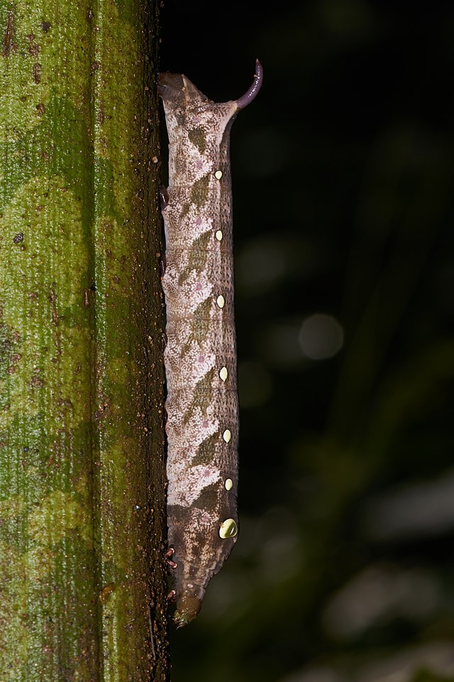 Гусеница бабочки-бражника вида Theretra clotho[англ.] на аморфофаллусе пионолистном (Amorphophallus paeoniifolius)