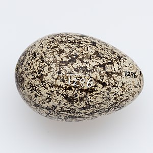 Image of egg of Thinornis novaeseelandiae