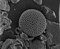 Thoracosphaera, ab. 400 µm ø