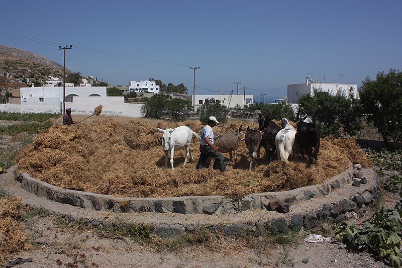 File:Threshing of Fava (3607967621).jpg