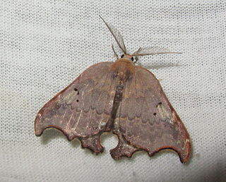 <i>Thymistida tripunctata</i> Species of hook-tip moth