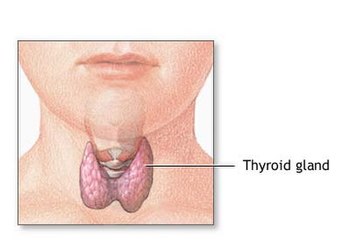 English: Scheme of the thyroid gland. Français...