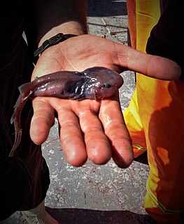 Lollipop catshark Species of shark