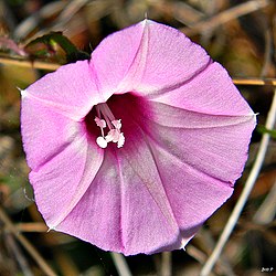 Tievine (Ipomoea cordatotriloba) (6804020555). 
 jpg