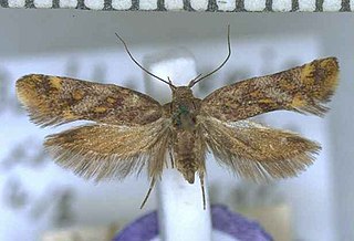 <i>Tingena xanthomicta</i> Species of moth, endemic to New Zealand