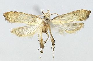 <i>Tinissa connata</i> species of insect