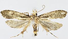 Tinissa insularia