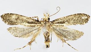 <i>Tinissa insularia</i> Species of moth