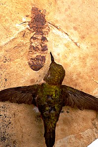 Holotip de T. lubei amb un colibrí rogenc (Selasphorus rufus) per a comparar