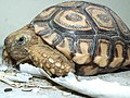 Tortoise of Namibia.jpg