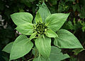 Tournesol de mon jardin