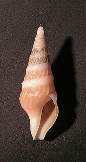 <i>Toxiclionella haliplex</i> species of mollusc