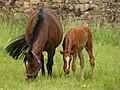 Trakehner mare and foal.jpg