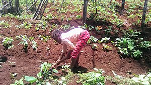 Travail de l'enfant camerounais 01.jpg