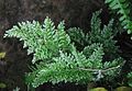 Sporophyte de Vandenboschia speciosa