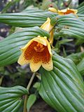 Tricyrtis macranthopsis2.jpg 