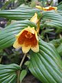 Tricyrtis macranthopsis