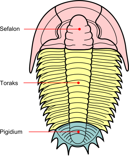 Fail:Trilobite_sections-ms.svg