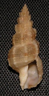 <i>Tritonoturris amabilis</i> Species of gastropod