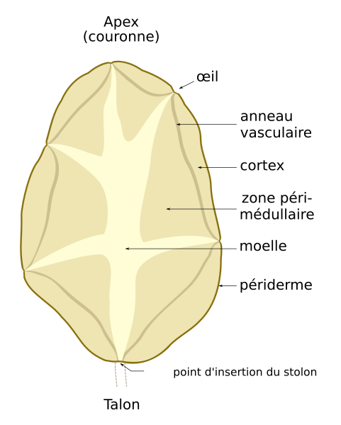 File:Tubercule de pomme de terre en coupe.svg