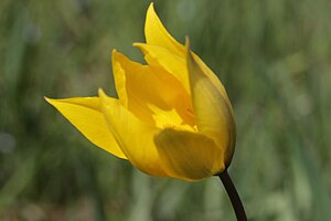 Tulipa sylvestris - panoramio (36).jpg