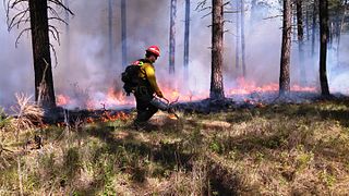 Controlled burn technique to reduce potential fuel for wildfire through managed burning