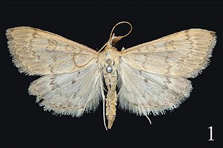 <i>Udea curvata</i> Species of moth