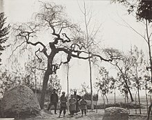 'Dragon's-Claw Elm', Fengtai, 1908 Ulmus pumila 'Pendula', 1908.jpg