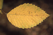 Ulmus rubra, or slippery elm.