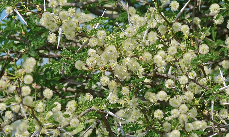 File:Umbrella Thorn Acacia (Acacia tortilis) flowers (8391766645).jpg