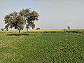 Thumbnail for Qambar Shahdadkot District