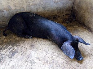 Agriculture Au Bénin: Production, Caractéristiques générales, Politique de développement agricole