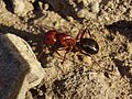 Camponotus